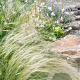 Stipa tenuissima GM P9
