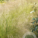 Stipa tenuissima GM P9