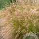 Stipa tenuissima GM P9