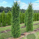Cupressocyparis leylandii '2001' 100-125 cm met kluit