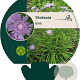 Stokesia laevis GM P9