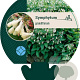Symphytum grandiflorum GM P9