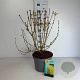 Forsythia 'Goldrausch' 50-60 cm 10L