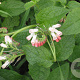 Symphytum ibericum GM P9