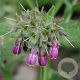 Symphytum officinale GM P9