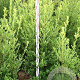 Ilex maximowicziana kanehirae 125-150 cm met kluit