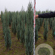 Juniperus s. 'Blue Arrow' 140-160 cm met kluit