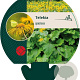 Telekia speciosa GM P9