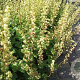 Tellima grandiflora 'Purpurteppich' GM P9