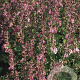 Teucrium chamaedrys GM P9