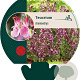 Teucrium chamaedrys GM P9