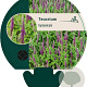 Teucrium hyrcanicum GM P9