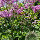 Thalictrum 'Black Stockings' GM P9