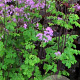Thalictrum 'Black Stockings' GM P9