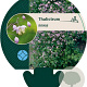 Thalictrum delavayi GM P9