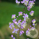 Thalictrum delavayi GM P9