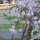 Thalictrum delavayi 'Hinckley' GM P9