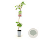 Parthenocissus quinquefolia 80-100 cm 2,5L