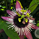 Passiflora violacea 'Victoria' 40-60 cm 2,0L met stok