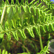Thelypteris palustris GM P9