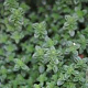 Thymus citriodorus GM P9