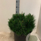 Pinus mugo pumilio 40-50 cm 7,5L