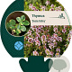 Thymus 'Doone Valley' GM P9
