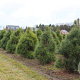 Pinus sylvestris 120-140 cm met kluit