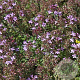 Thymus praecox GM P9