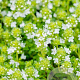 Thymus praecox 'Albiflorus' GM P9