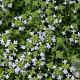 Thymus praecox 'Albiflorus' GM P9