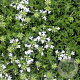 Thymus praecox 'Albiflorus' GM P9