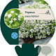 Thymus praecox 'Albiflorus' GM P9