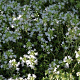 Thymus praecox 'Albiflorus' GM P9