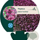 Thymus praecox 'Coccineus' GM P9