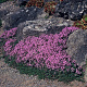 Thymus praecox 'Coccineus' GM P9