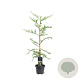 Sequoia sempervirens 80-100 cm 5,0L