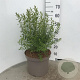 Spiraea arguta 60-80 cm 10L
