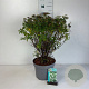 Spiraea jap. 'Albiflora' 50-60 cm 10L