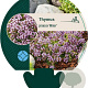 Thymus praecox 'Minor' GM P9