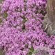 Thymus praecox 'Minor' GM P9