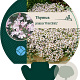Thymus praecox 'Pink Chintz' GM P9