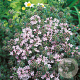 Thymus praecox 'Pink Chintz' GM P9