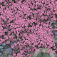 Thymus praecox 'Pink Chintz' GM P9