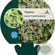 Thymus praecox 'Pseudolanuginosus' GM P9