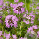 Thymus praecox 'Pseudolanuginosus' GM P9