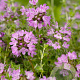 Thymus praecox 'Pseudolanuginosus' GM P9