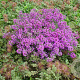 Thymus praecox 'Purple Beauty' GM P9