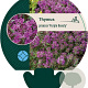 Thymus praecox 'Purple Beauty' GM P9