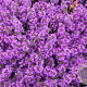 Thymus praecox 'Purple Beauty' GM P9